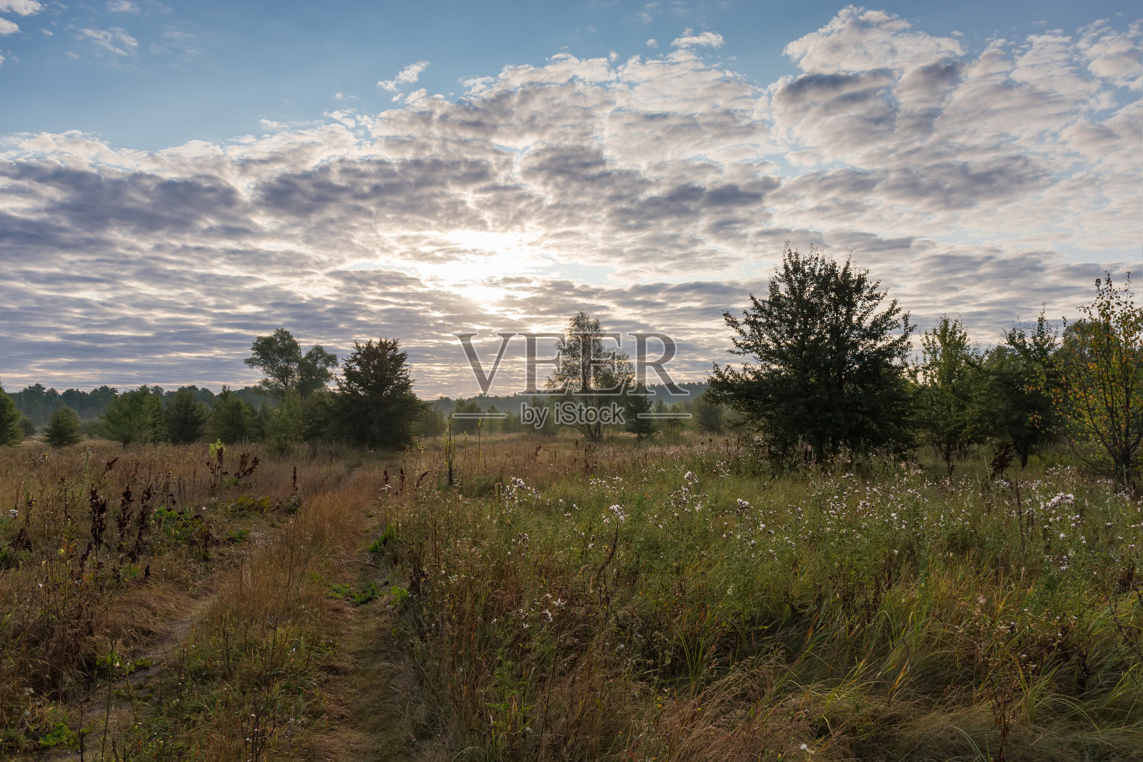 草地上的单树在夏天早晨的天空背光照片摄影图片
