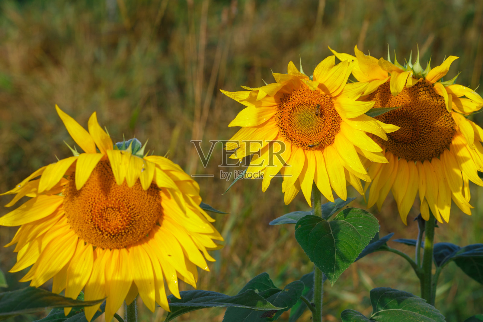 夏天田野上有许多向日葵照片摄影图片
