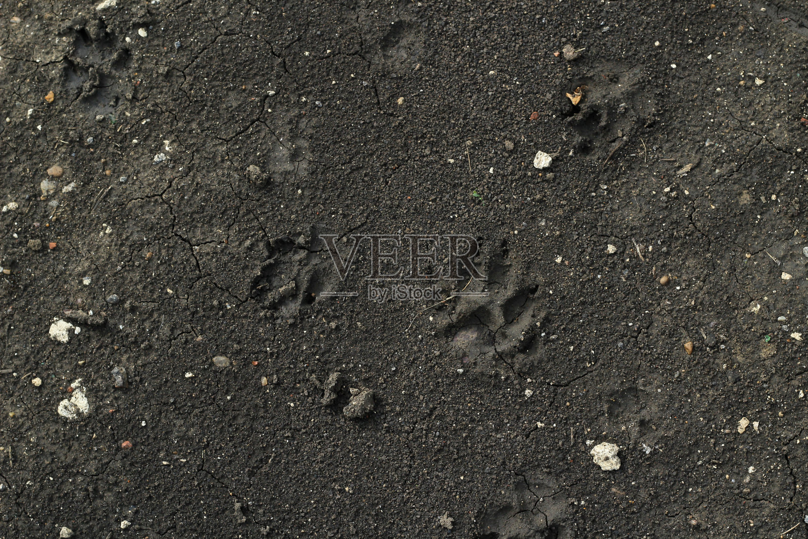 土壤中有动物的痕迹。狗把脚弄脏是为了散步。照片摄影图片