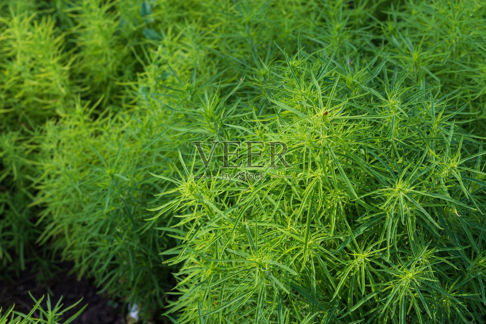 城市公园床上的装饰性草本植物。照片摄影图片