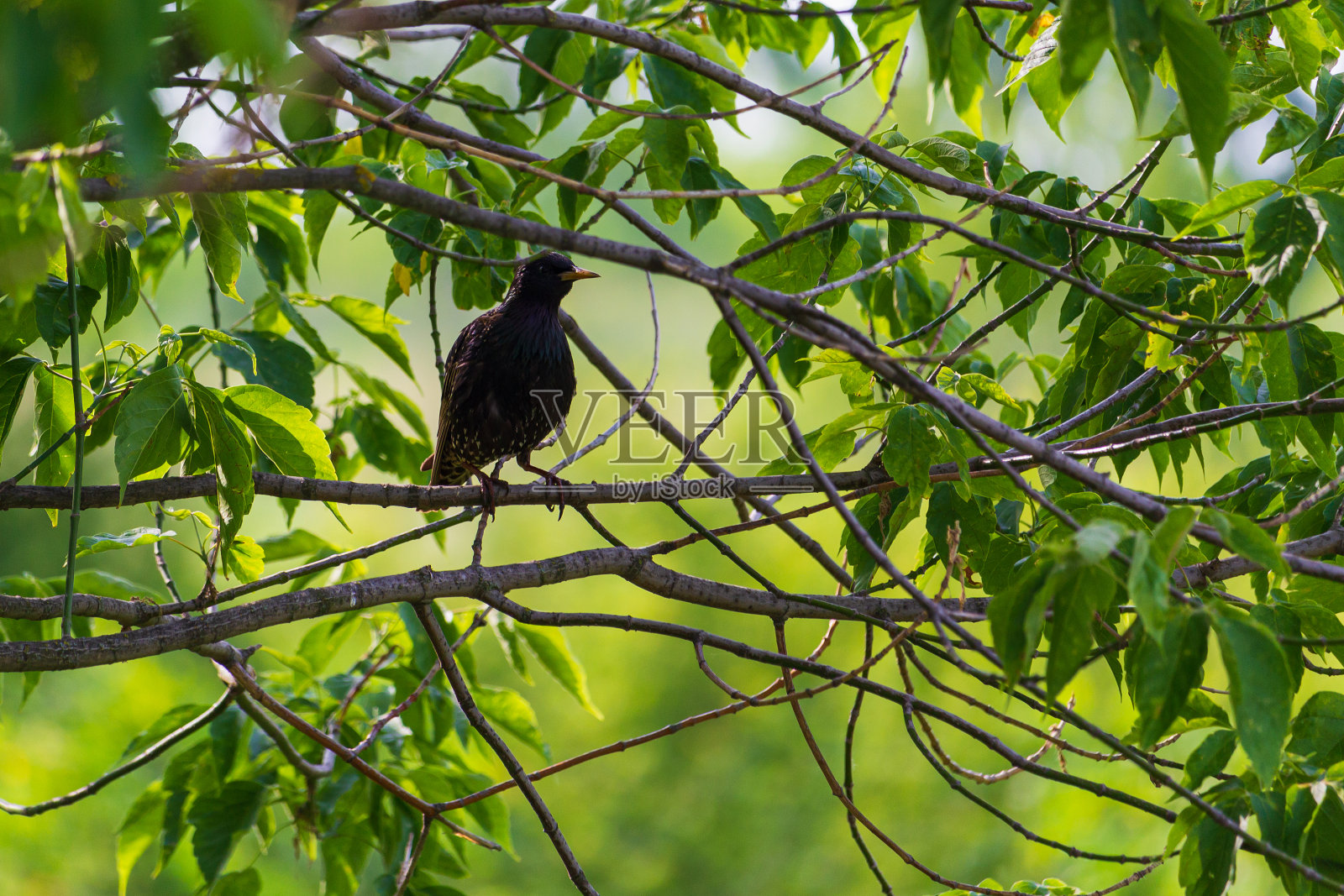 在一个炎热的晴天,一只黑色的鸟停在树上。照片摄影图片