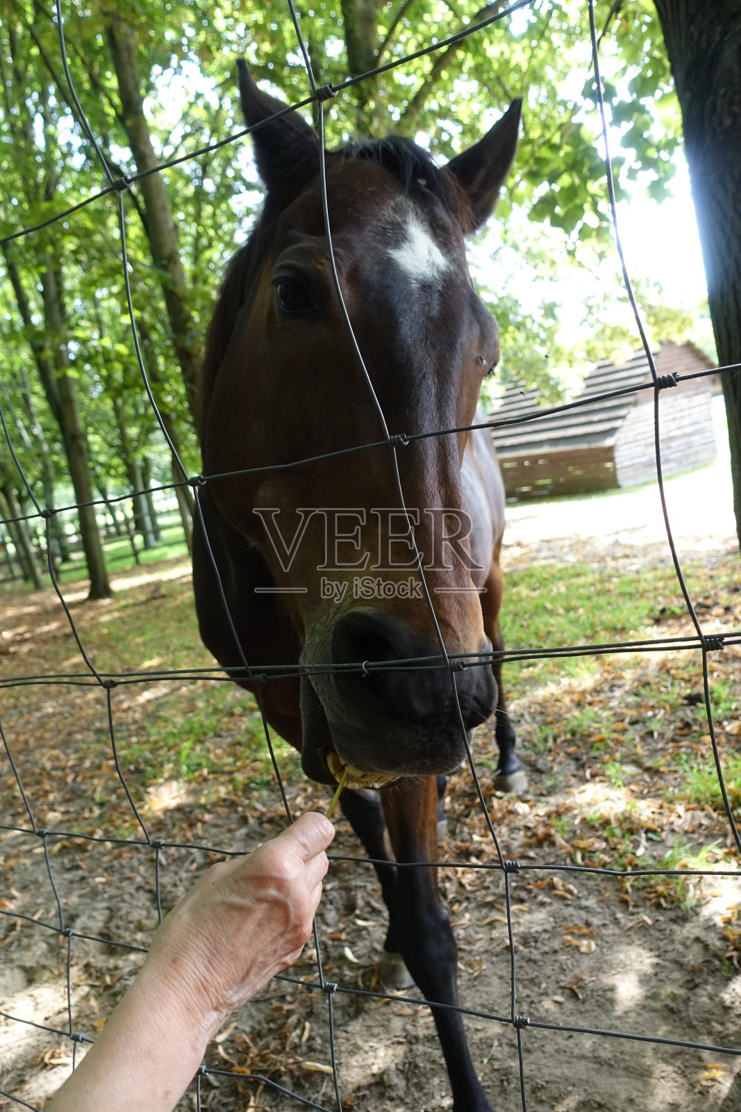 马吃泡桐叶子马在一个封闭的公园的农场一个特写照片摄影图片