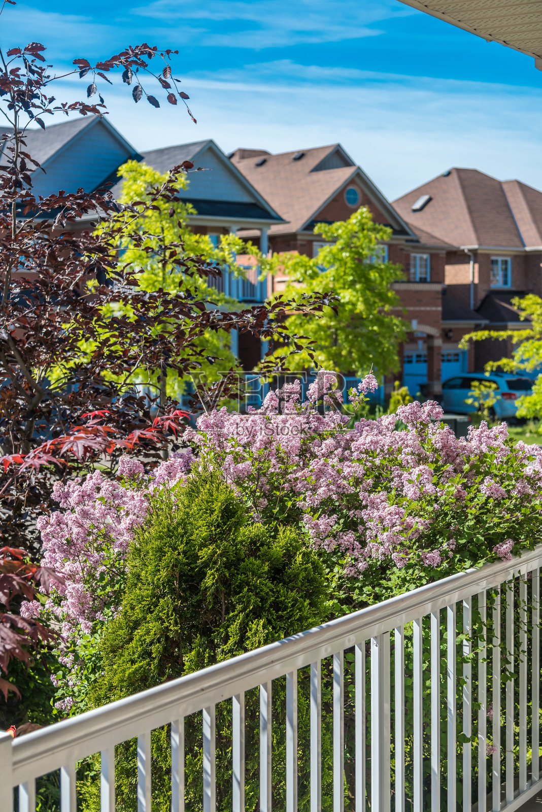 粉红色和紫色紫丁香枝照片摄影图片