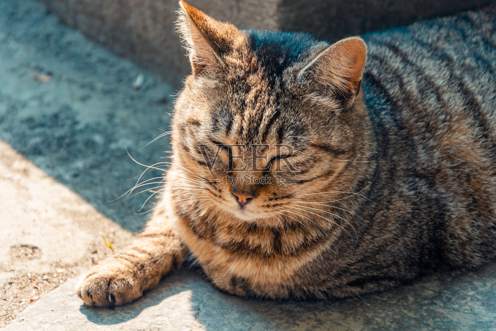 虎斑猫休息的特写镜头照片摄影图片