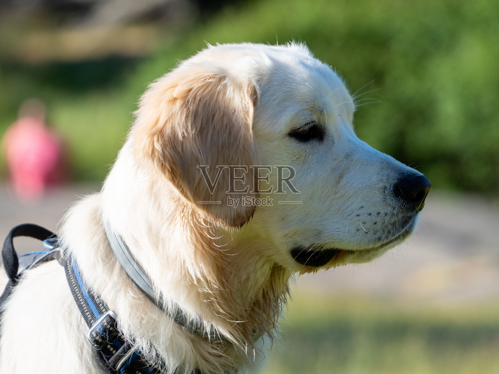 侧视的一个细心的狗在外面照片摄影图片