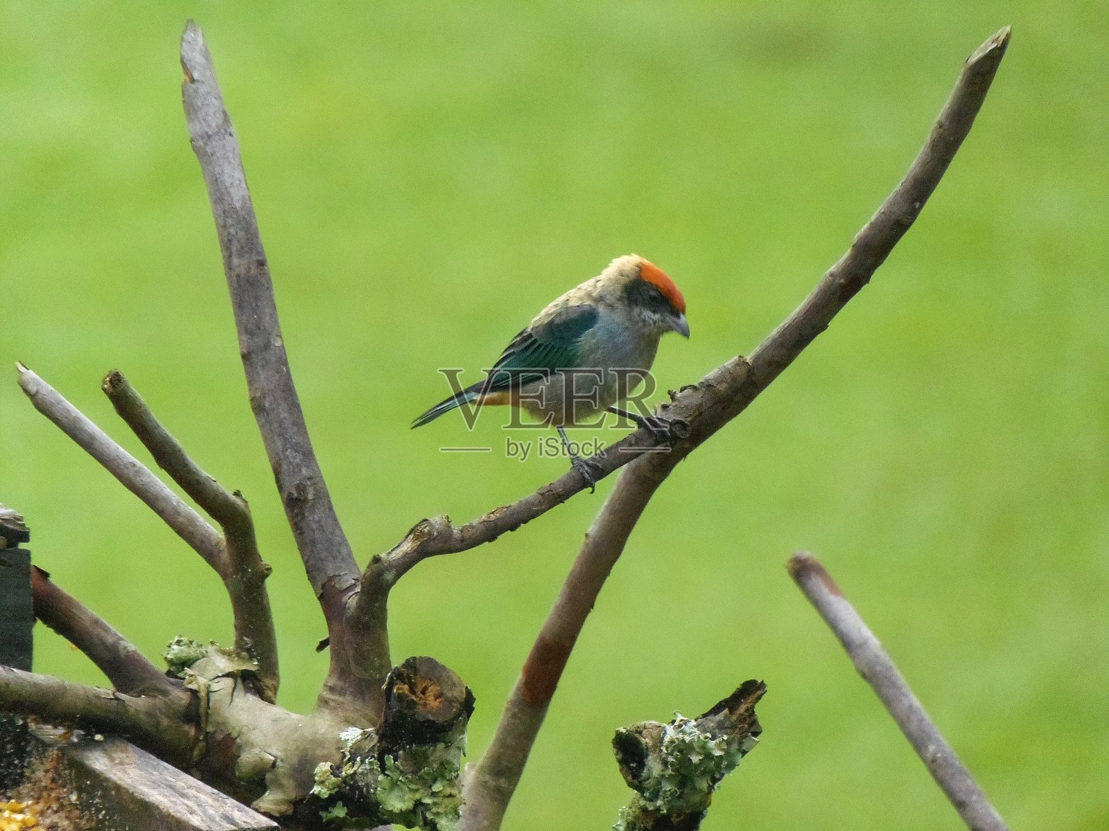 家禽照片摄影图片