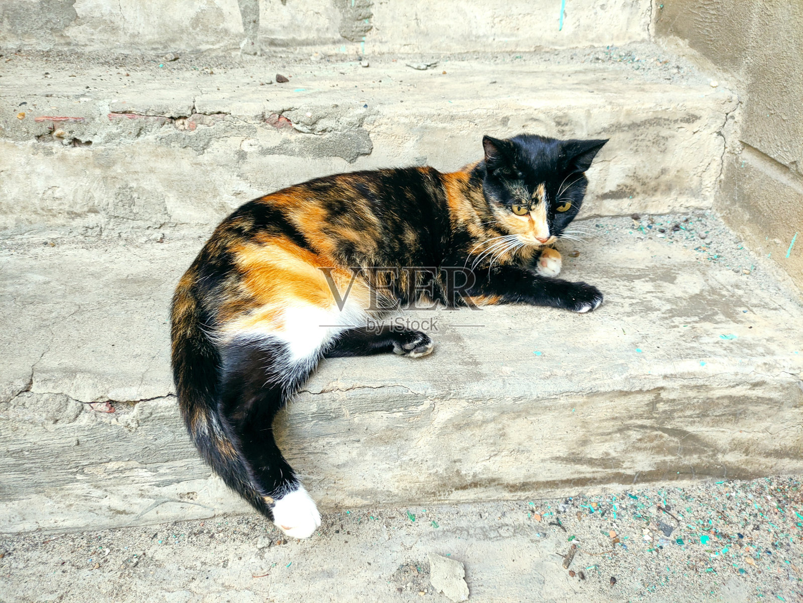 一只玳瑁猫躺在台阶上照片摄影图片