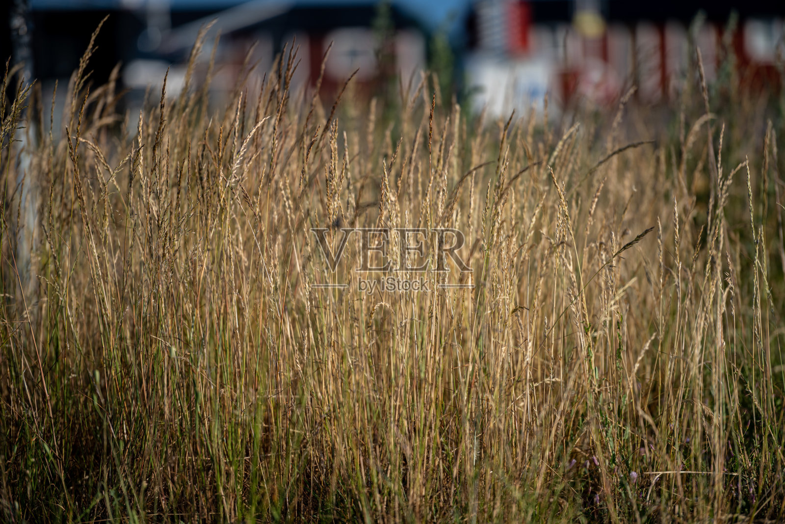 金色阳光下的野草照片摄影图片