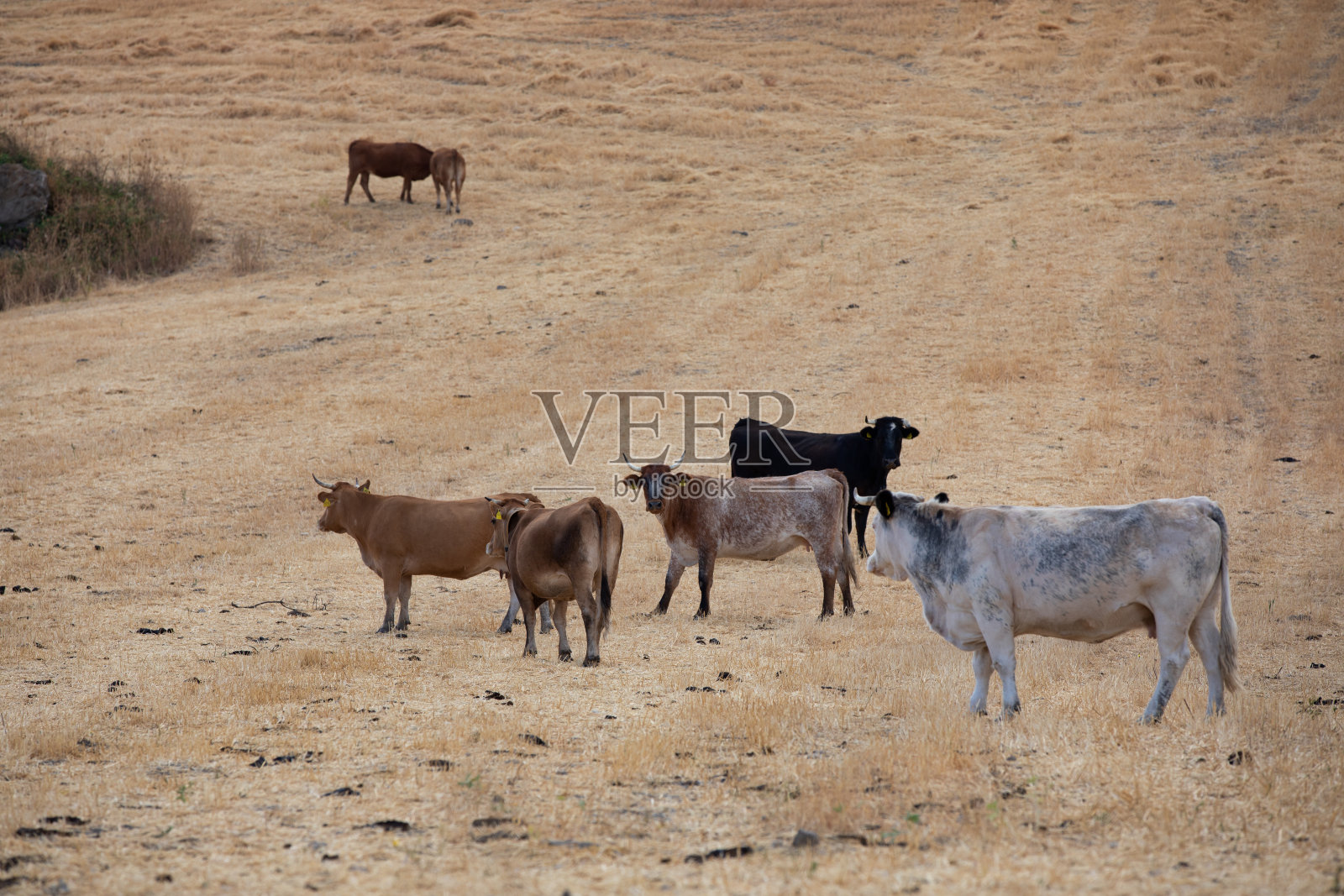 在干燥的田野里把奶牛晒成棕色。Favignana岛。西西里、意大利照片摄影图片