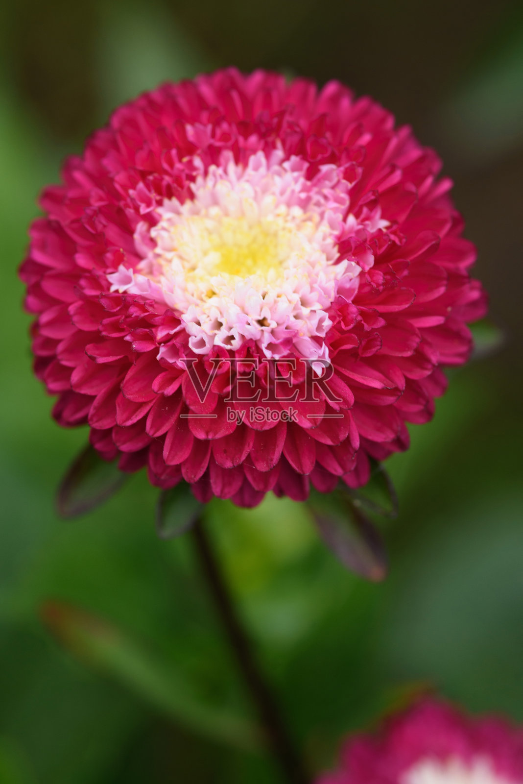 花园里有一个长满百日菊的花坛照片摄影图片