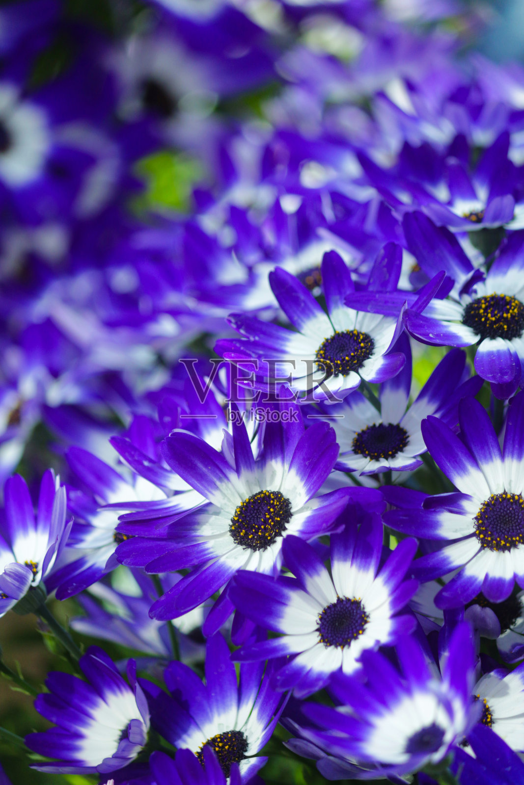 阳光照射在花园花坛的蓝色/紫色雏菊花、灰旋花植物上,聚焦前景照片摄影图片