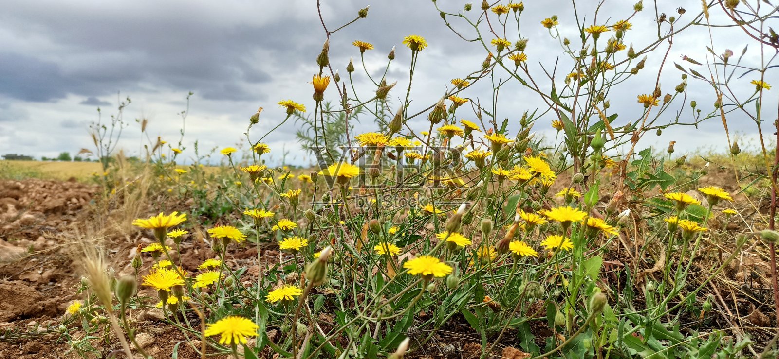 野奶蓟照片摄影图片