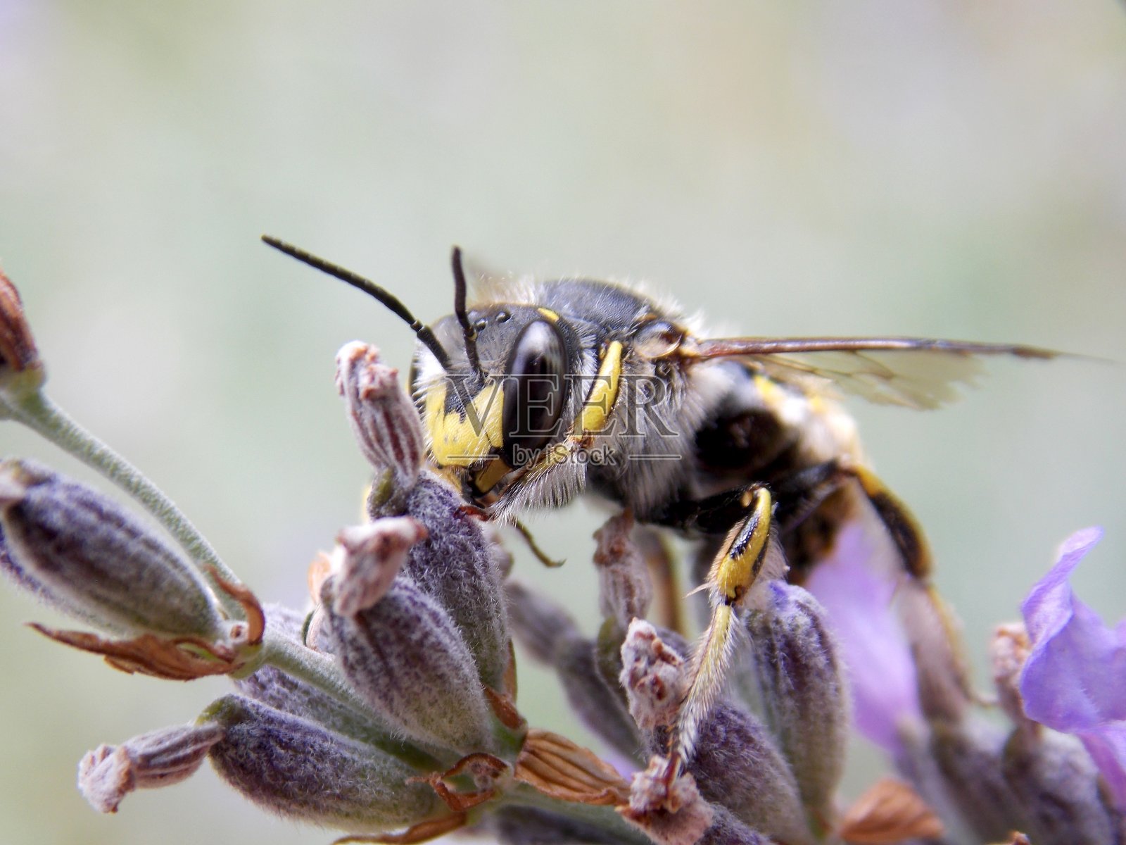 在紫色薰衣草花上的黄蜂照片摄影图片