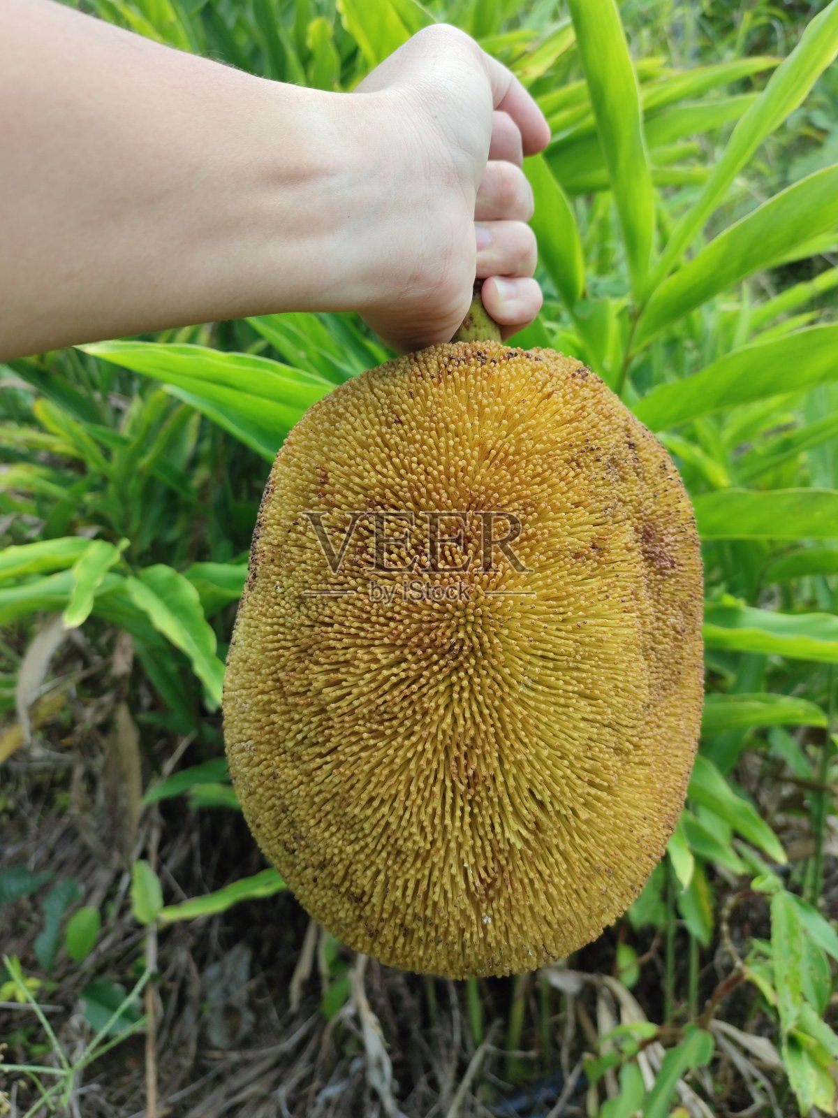 Tarap果实。照片摄影图片