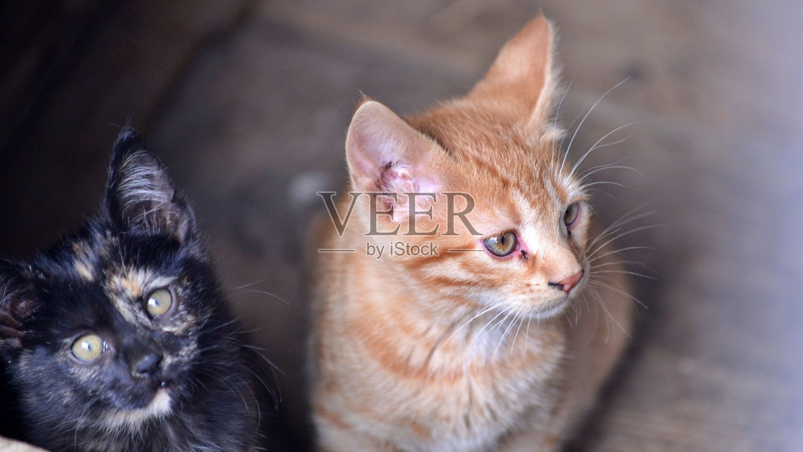 可爱的流浪猫肖像照片摄影图片