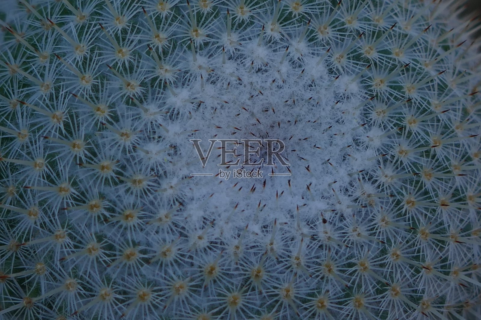 仙人掌:意大利博迪亚格拉的帕兰卡花园照片摄影图片