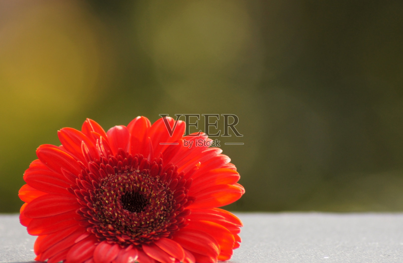 非洲菊花红色切断照片摄影图片