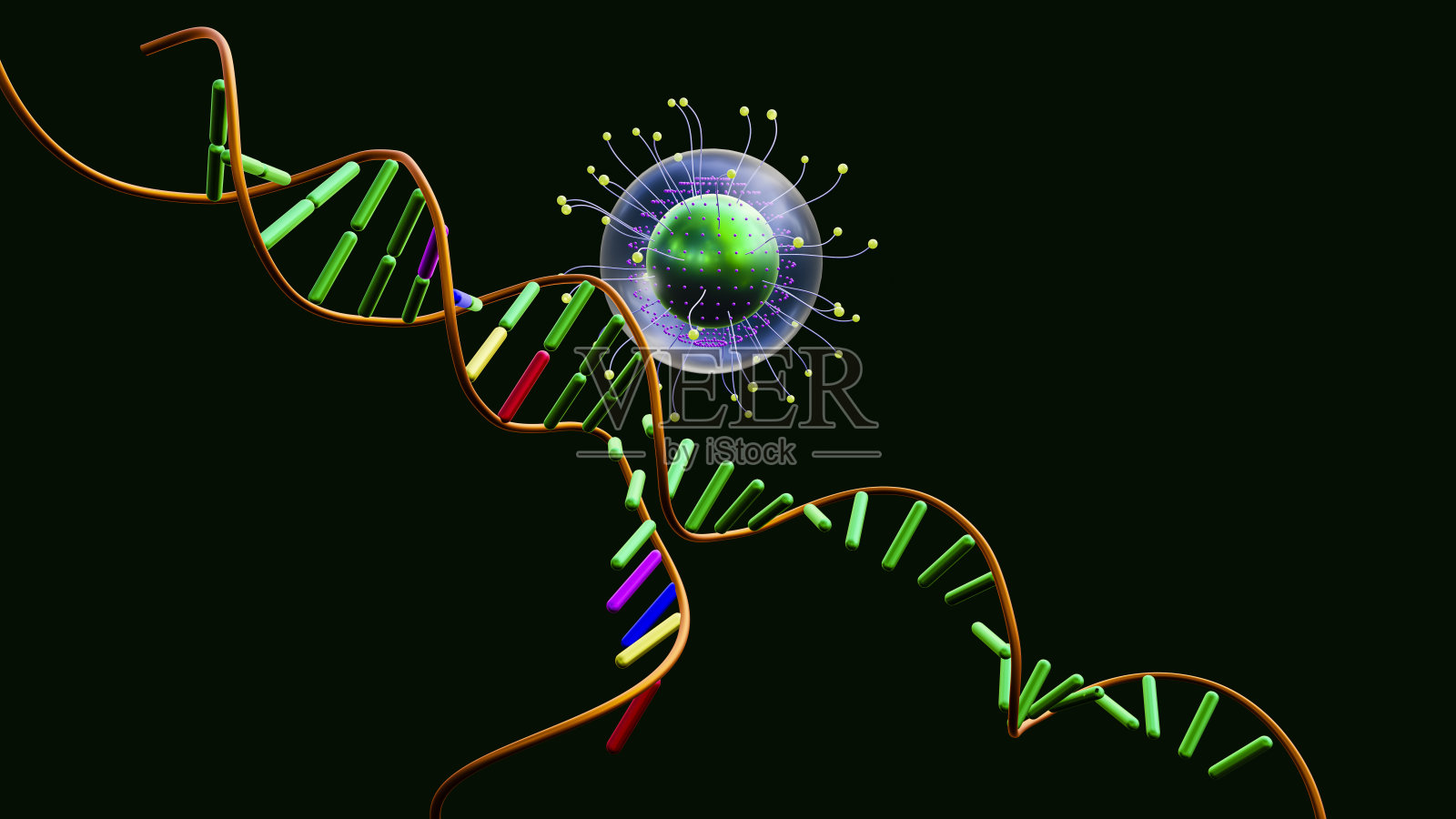 含有药物的聚合物胶束将到达解开的DNA。照片摄影图片