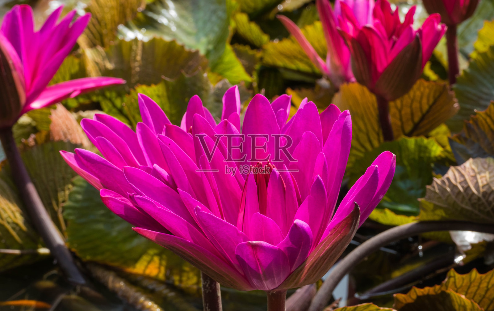 湖中粉红莲花照片摄影图片