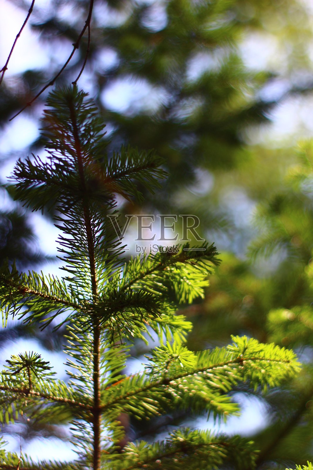 针叶混交林中带冷杉针叶的云杉幼枝照片摄影图片