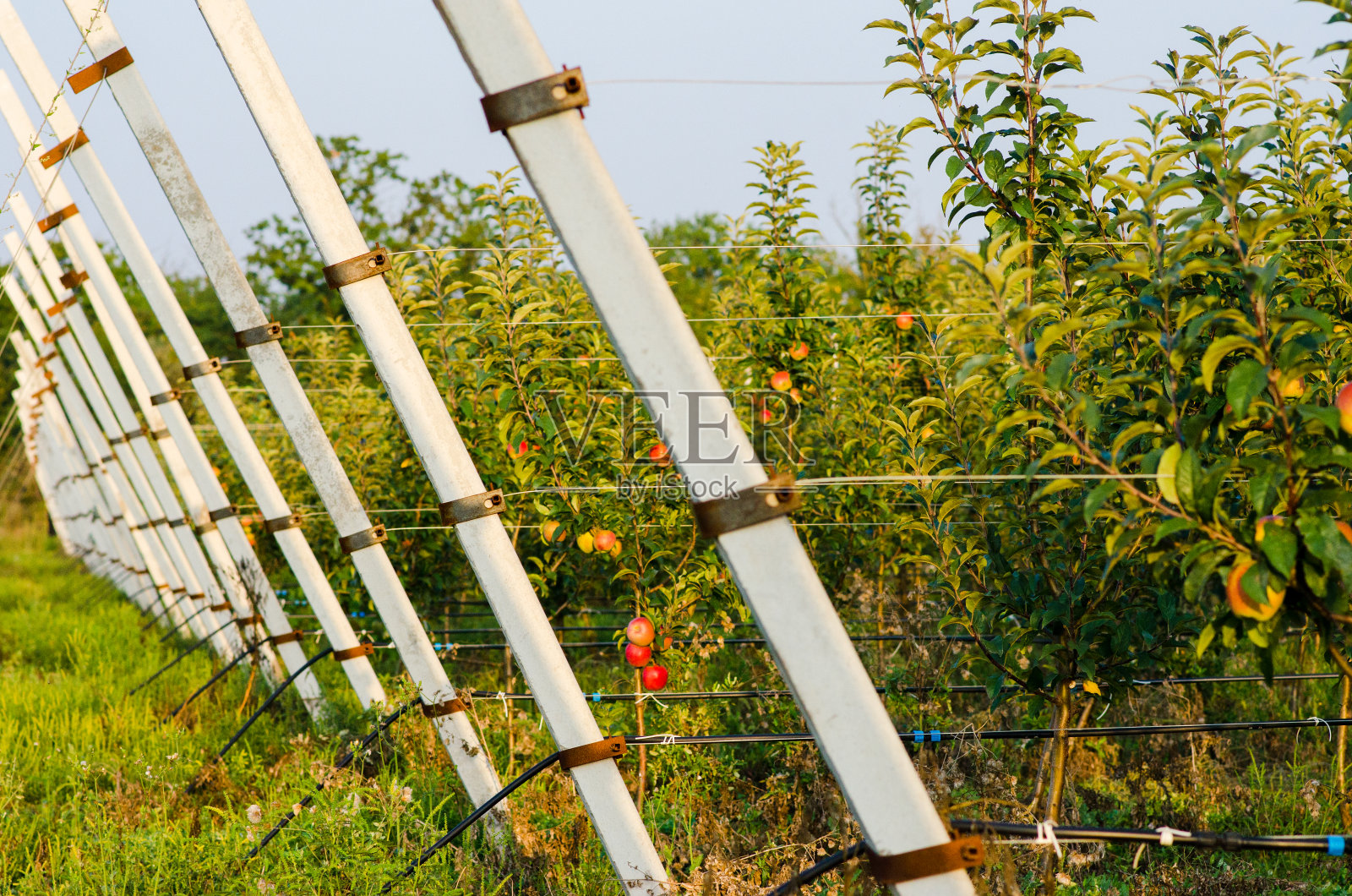 在园艺农业中种植苹果。苹果树靠特殊的支撑和灌溉系统供应生长照片摄影图片