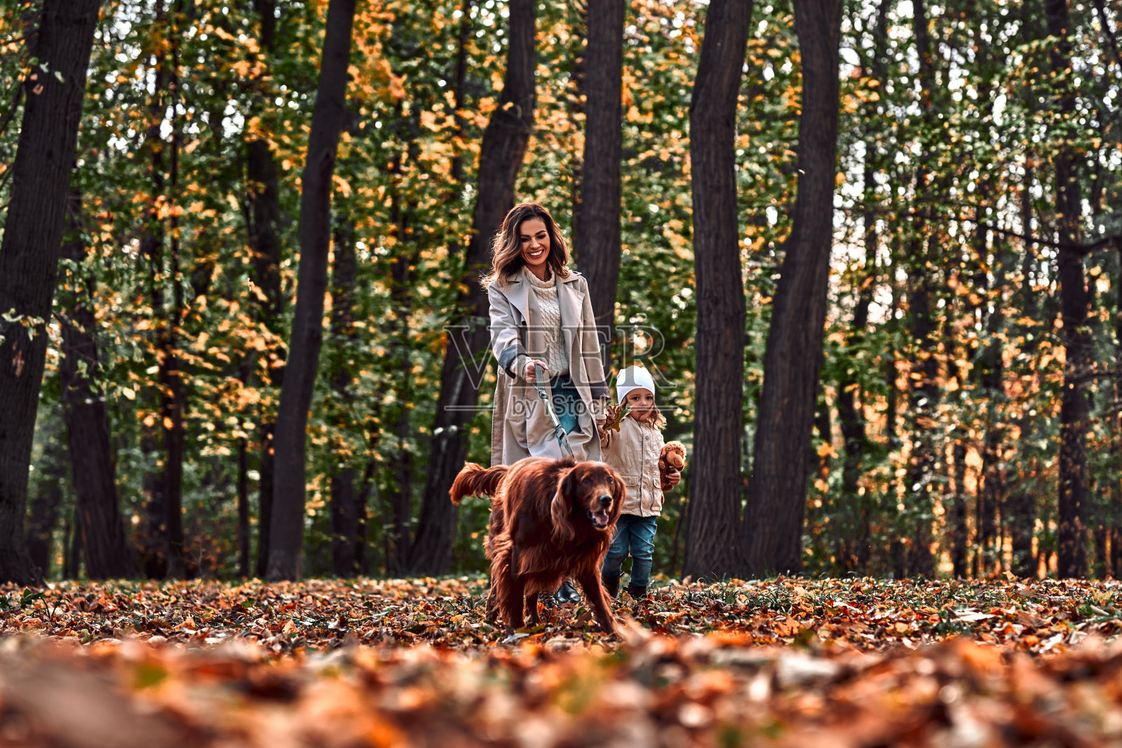 美丽的秋天公园和有趣的散步与宠物。妈妈和小女儿带着一只爱尔兰赛特犬在公园散步。照片摄影图片