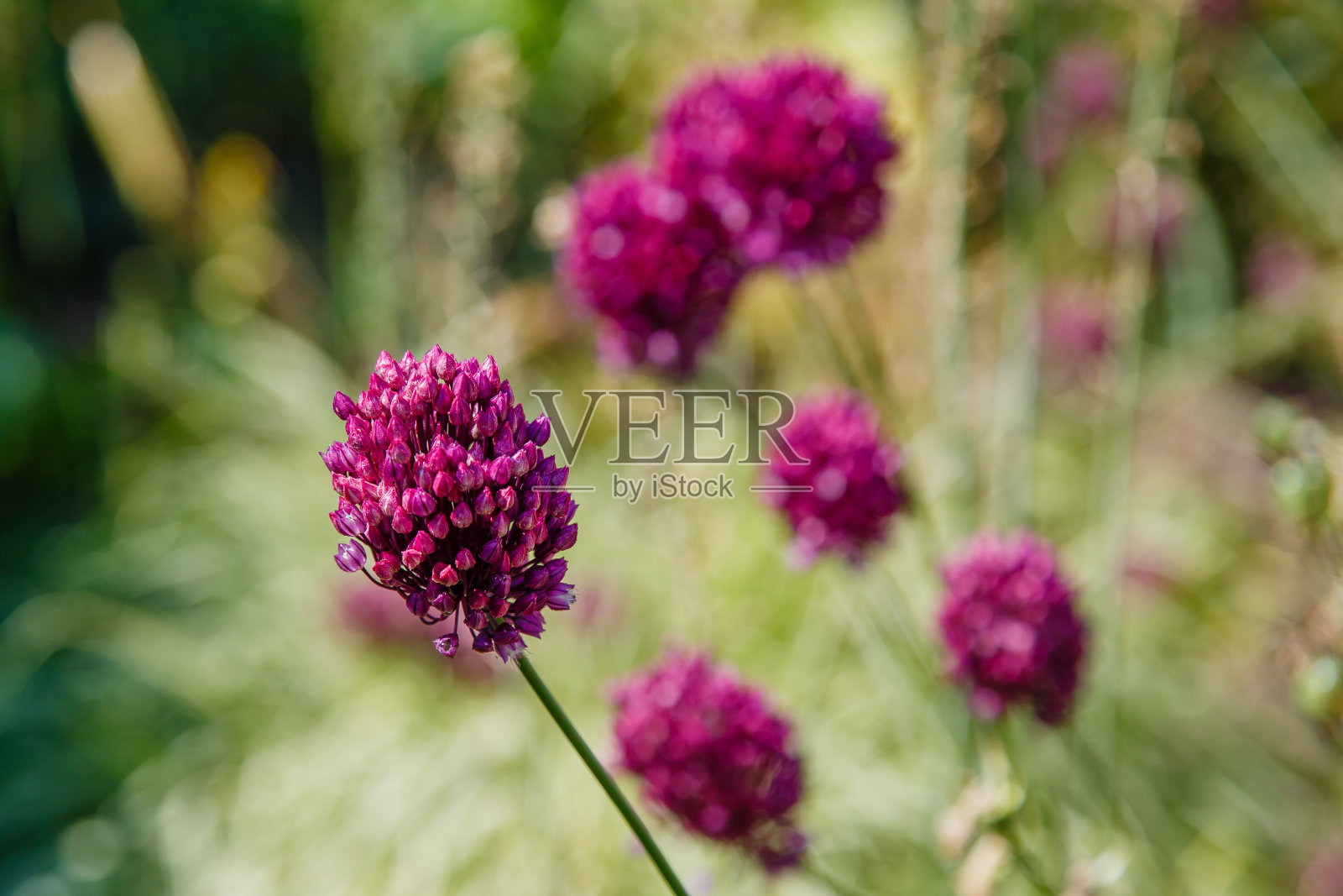 圆头葱,圆头葱照片摄影图片