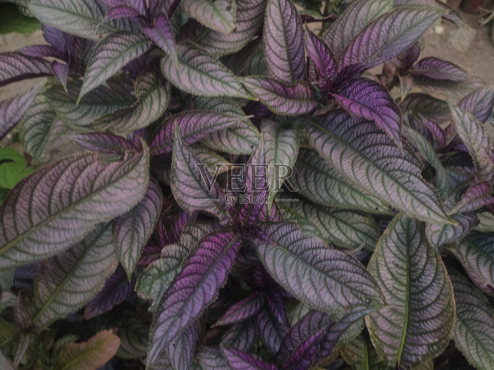 花园里的美丽花朵照片摄影图片