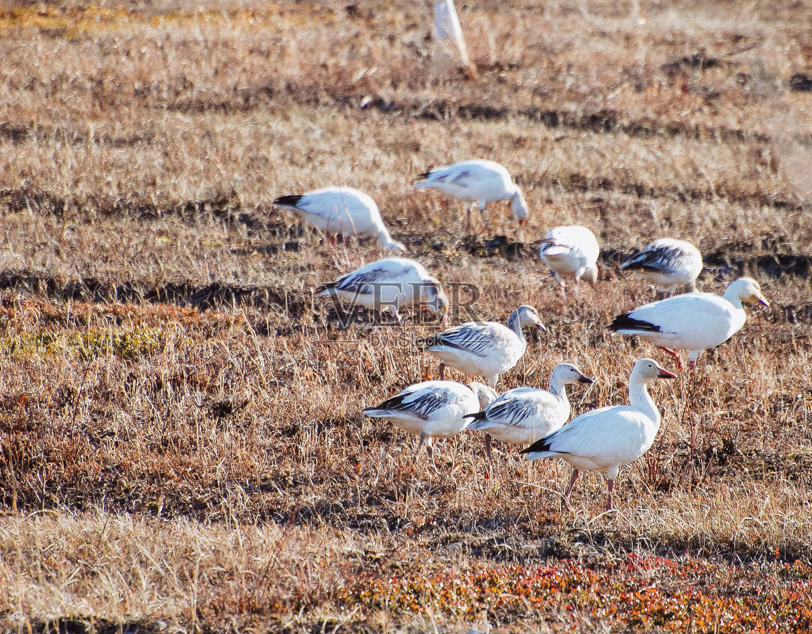 阿拉斯加雪雁照片摄影图片