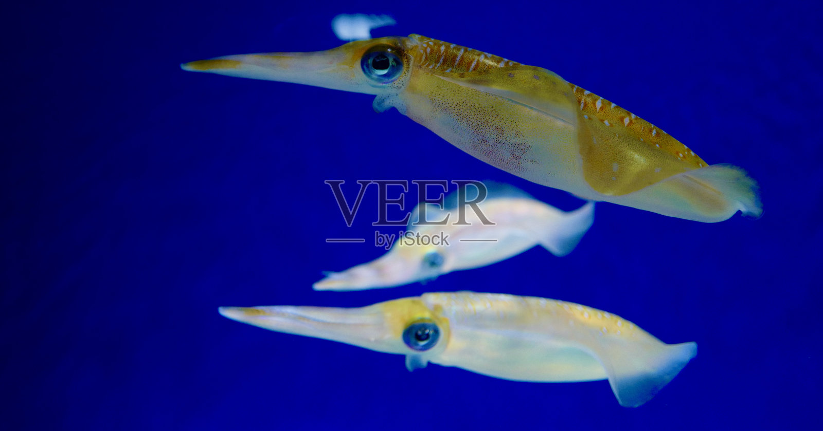 鱿鱼照片摄影图片