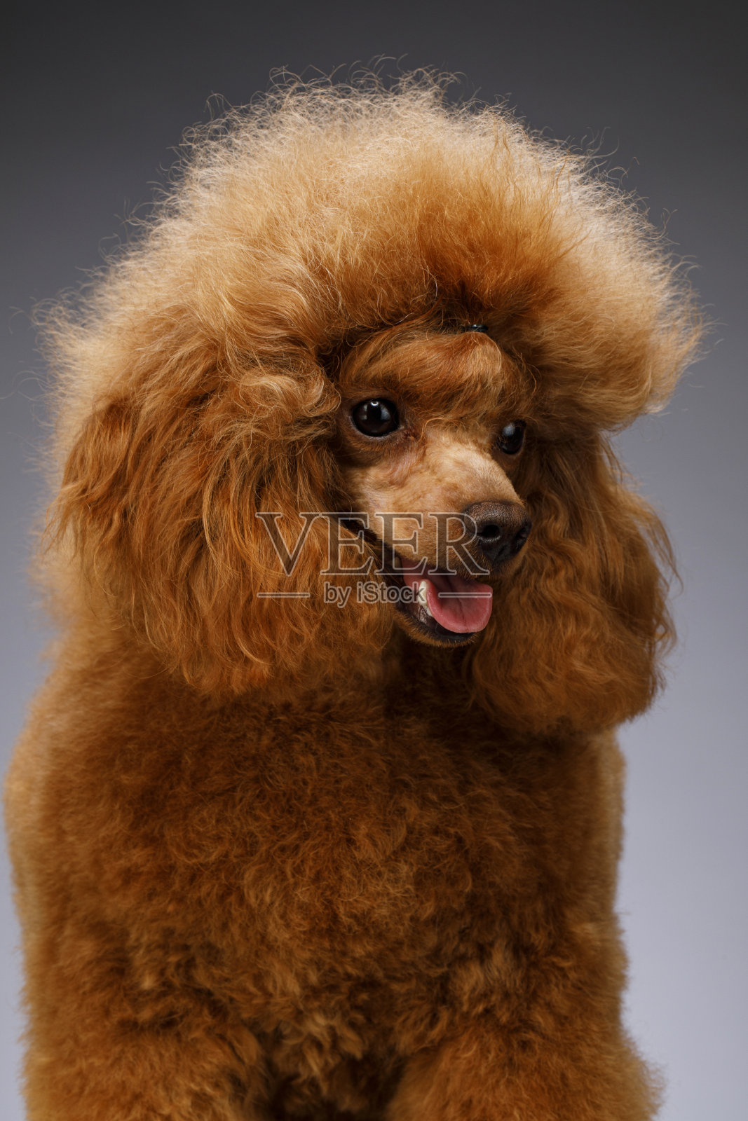 可爱的棕色迷你卷毛狗在灰色的背景照片摄影图片