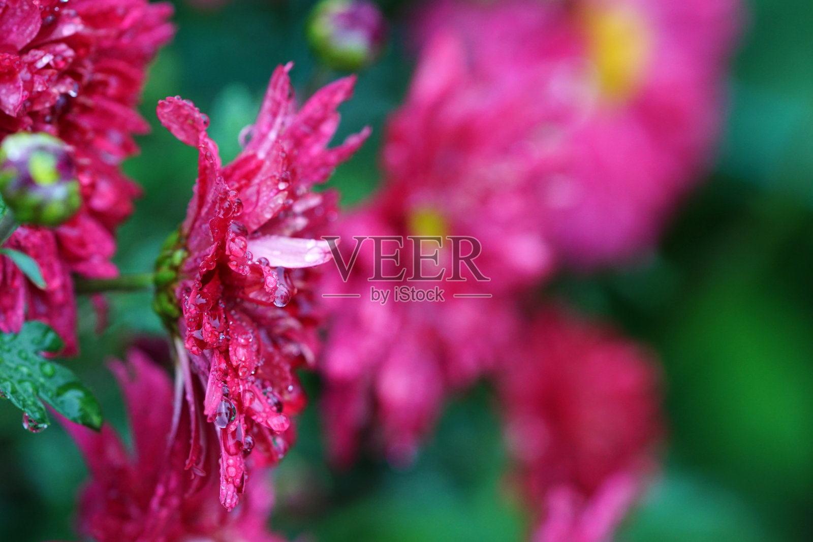 水马齿照片摄影图片