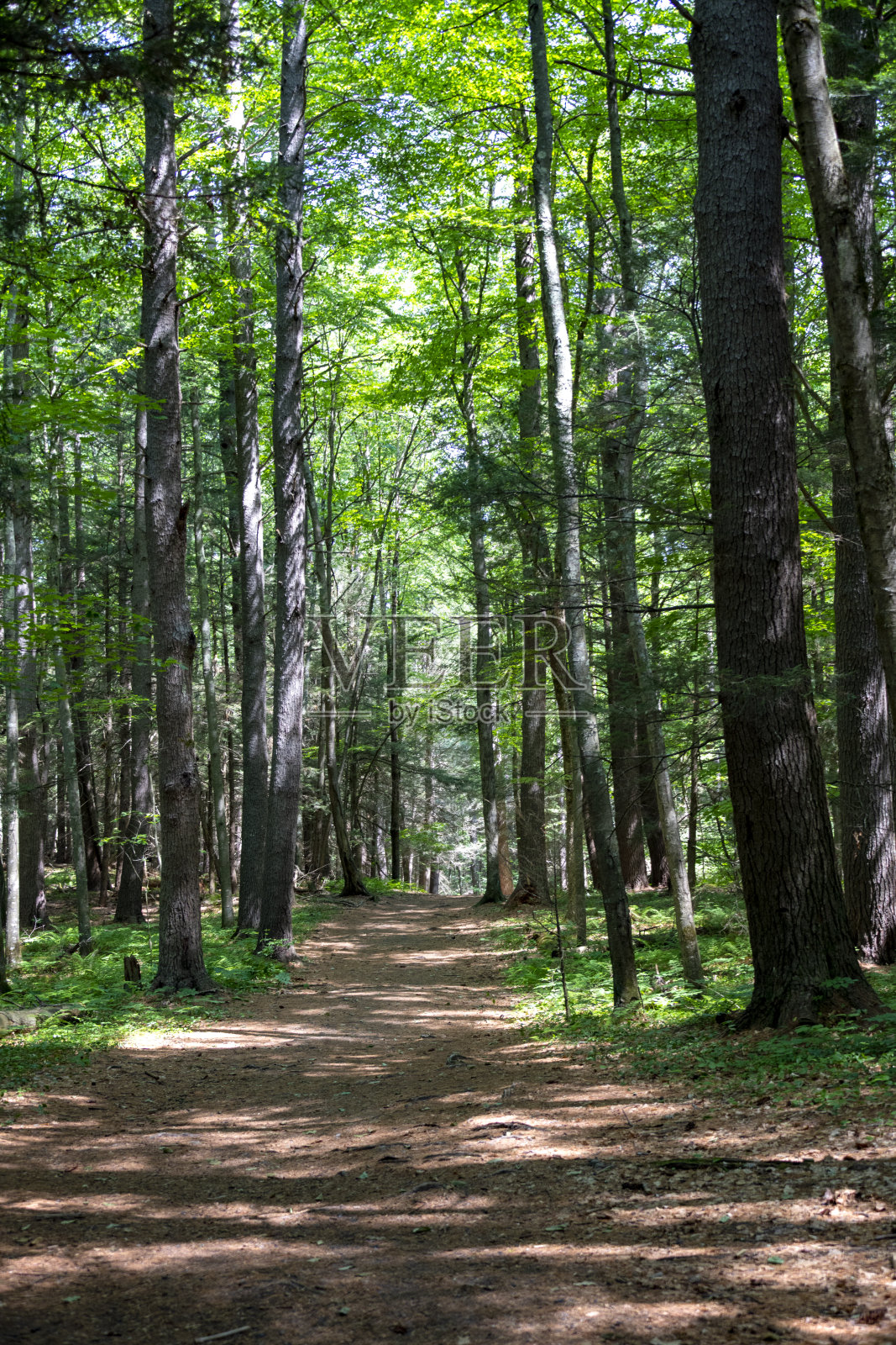 在森林里漫步照片摄影图片
