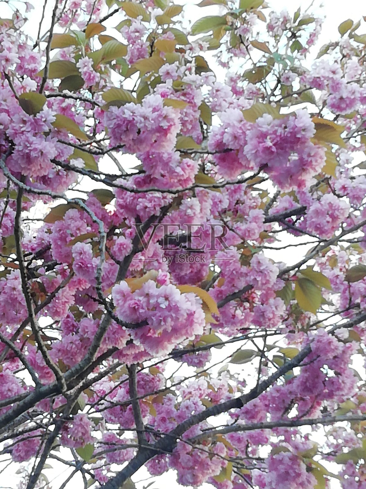 开花照片摄影图片