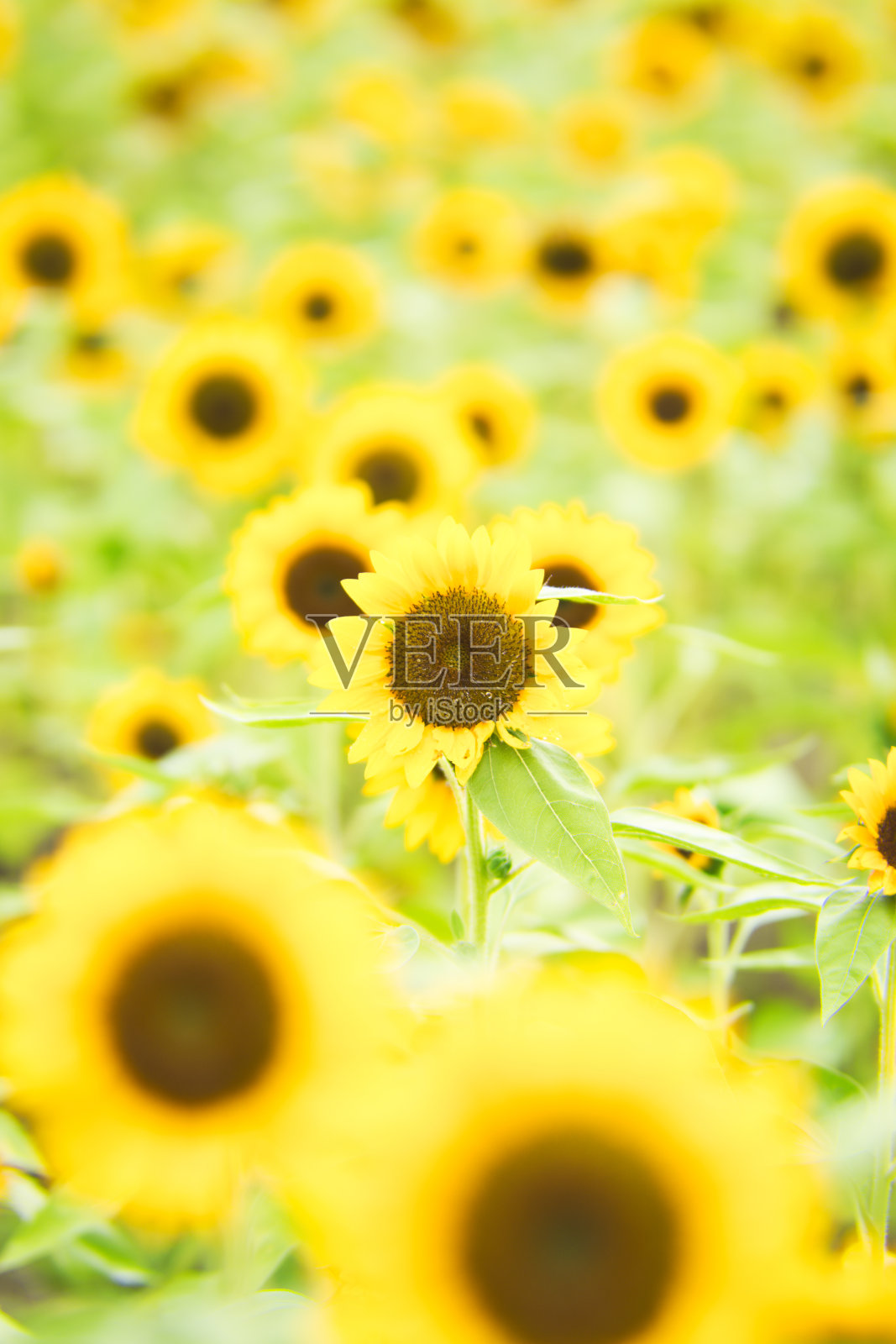 向日葵盛开的田野照片摄影图片