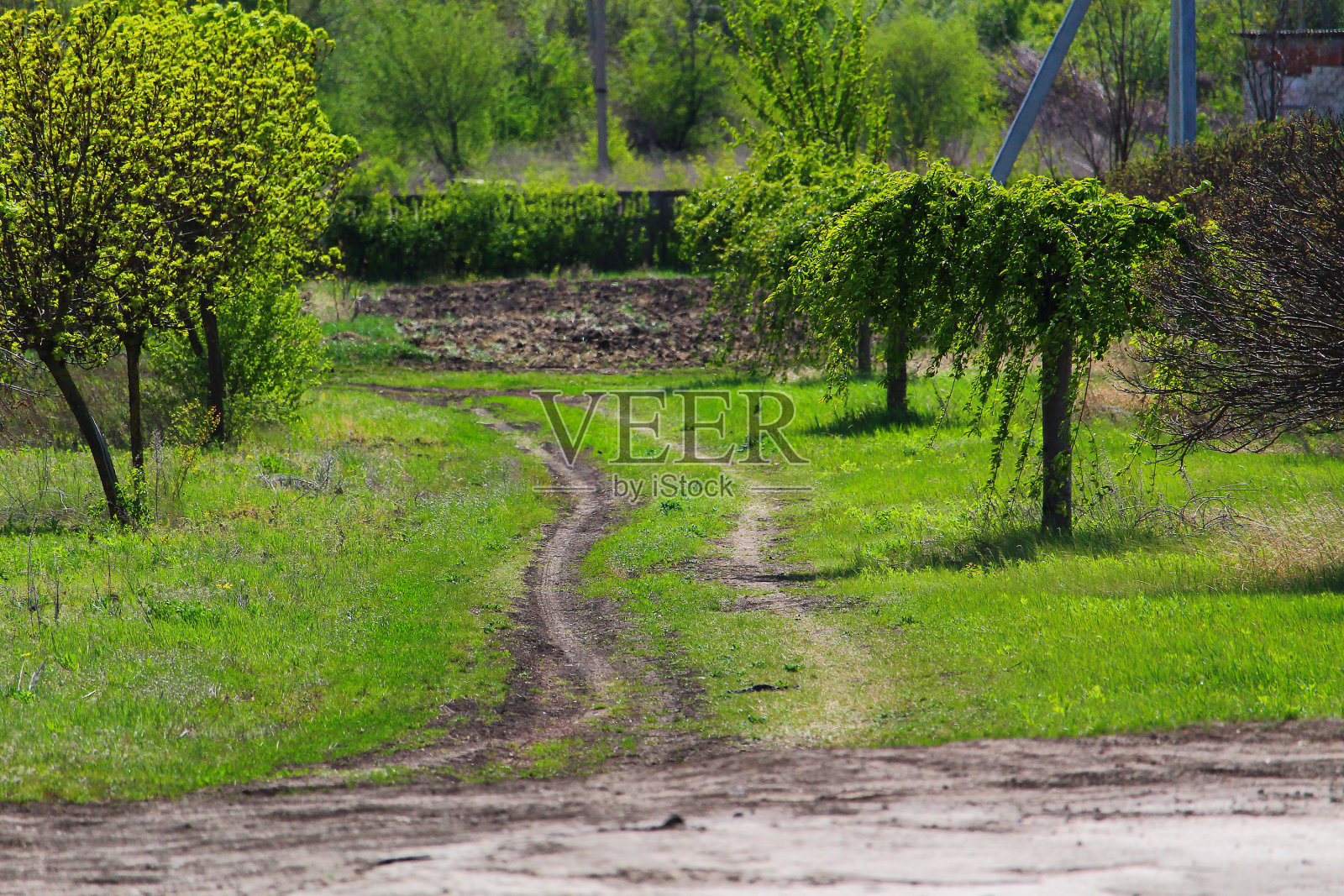 美丽的绿色春景照片摄影图片