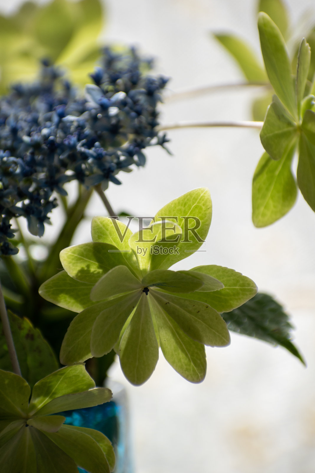 房间里的绿色绣球花照片摄影图片