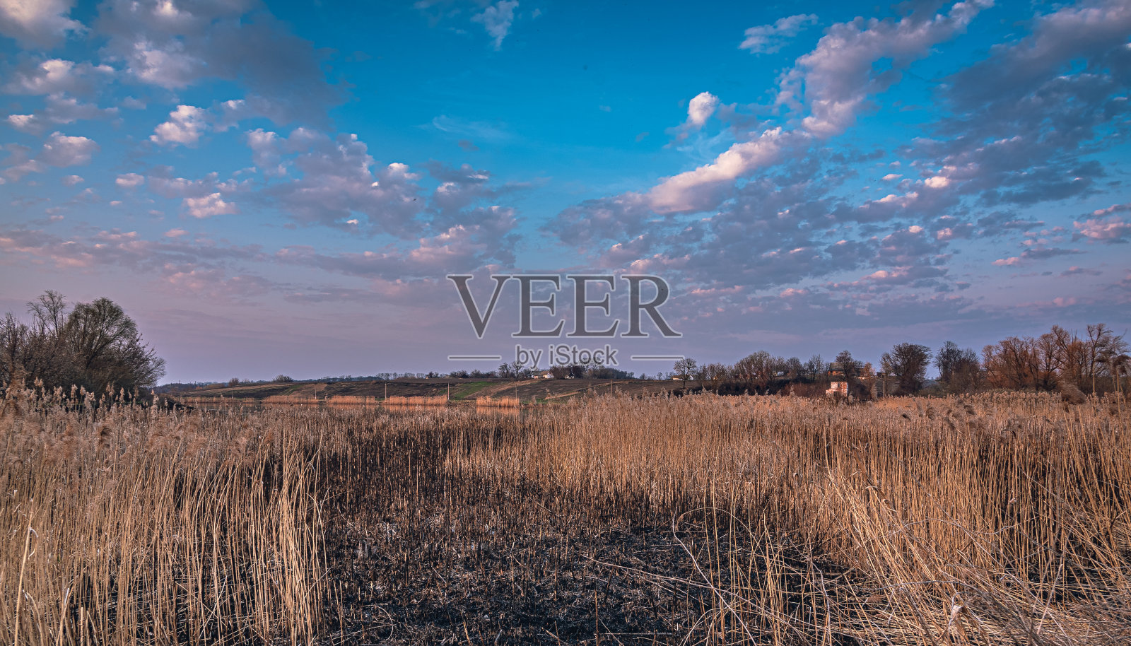 夏日清晨,田野间照片摄影图片