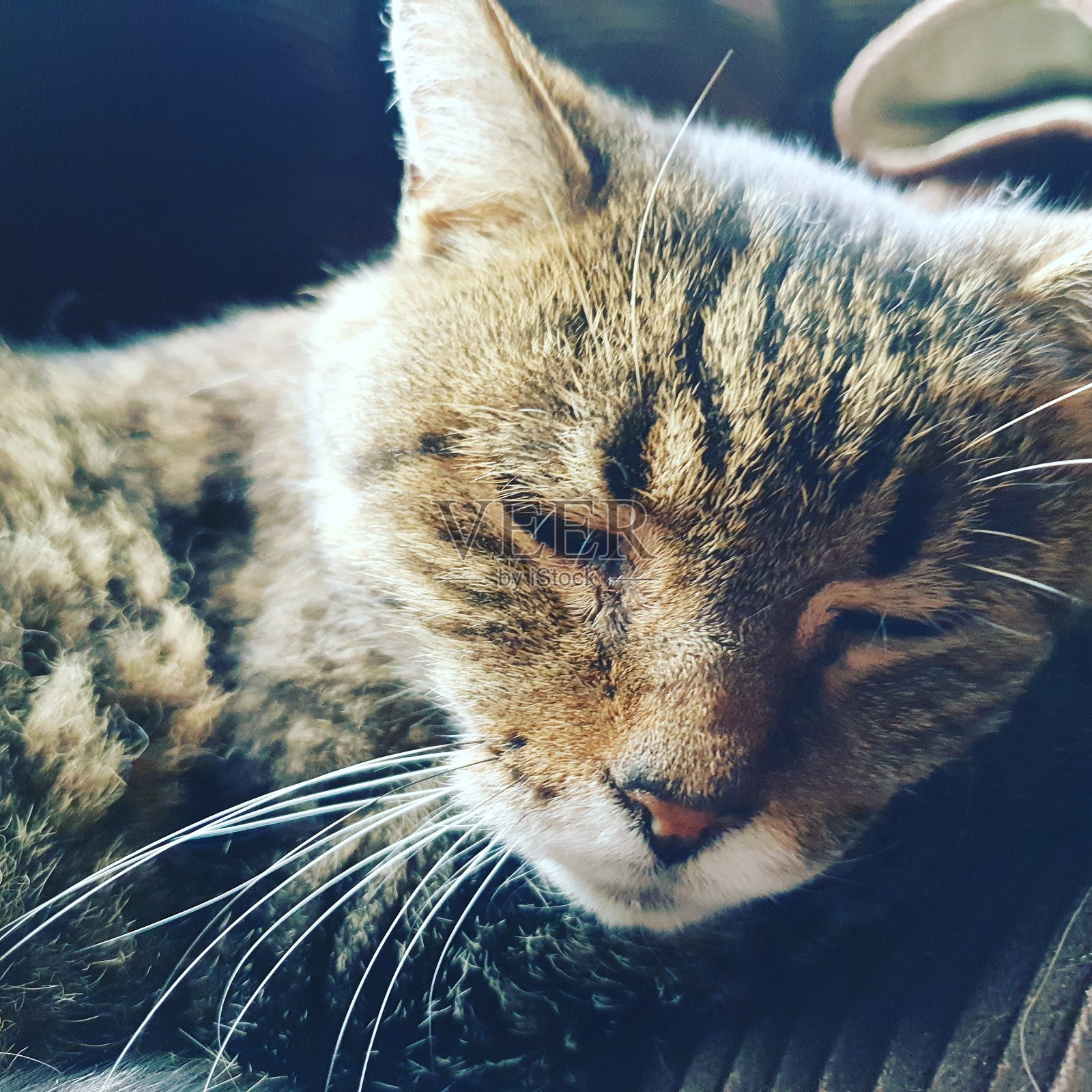 宠物照片摄影图片