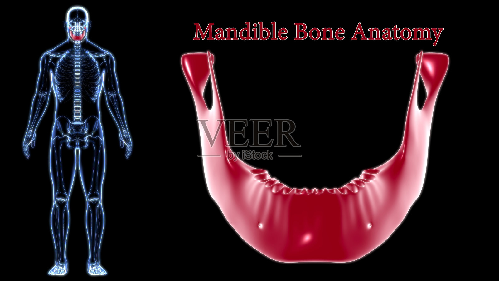 人体骨骼头骨下颌骨解剖医学概念3D照片摄影图片