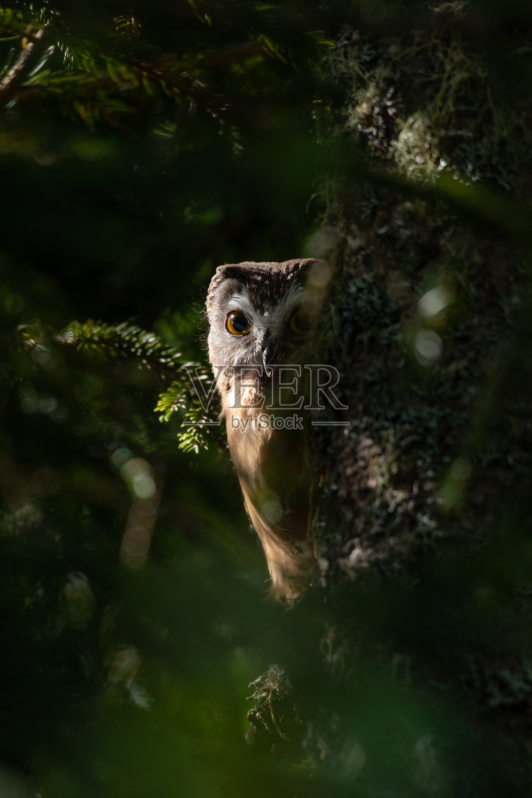 少年北方看到了磨枭照片摄影图片