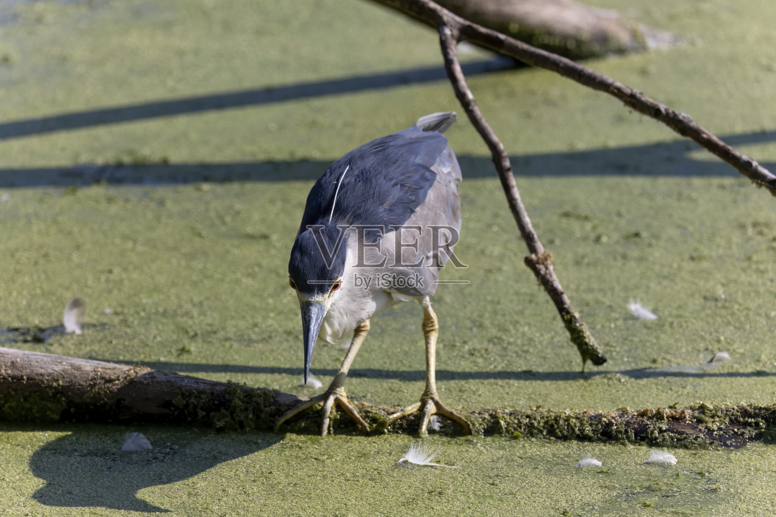 沼泽地上的夜鹭照片摄影图片