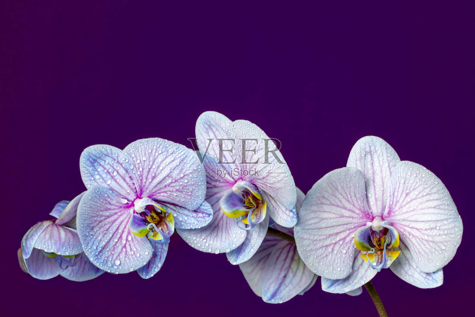 蓝色兰花与露珠与空间复制照片摄影图片