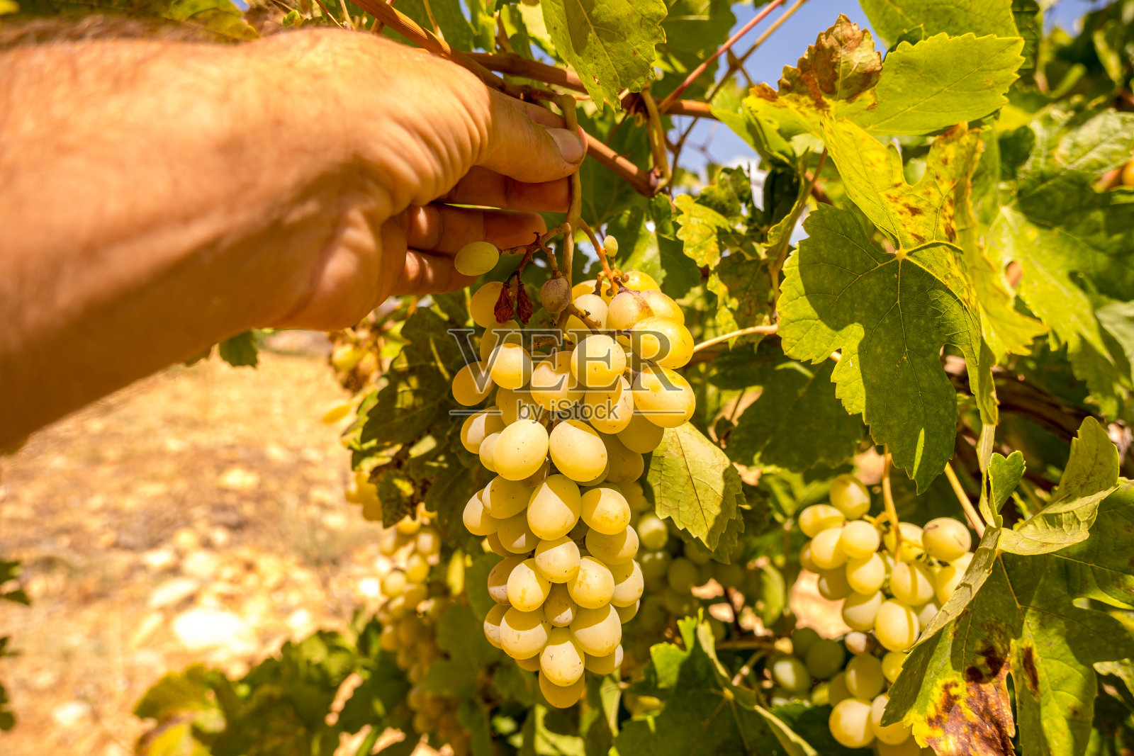 葡萄收获照片摄影图片