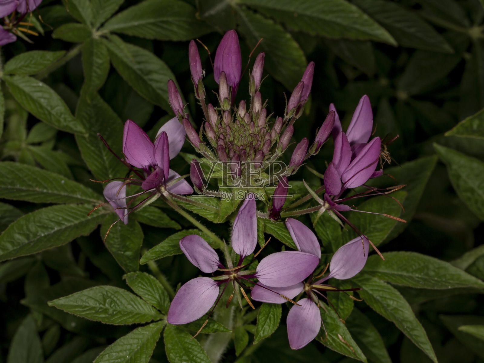 紫色的花蜘蛛。照片摄影图片