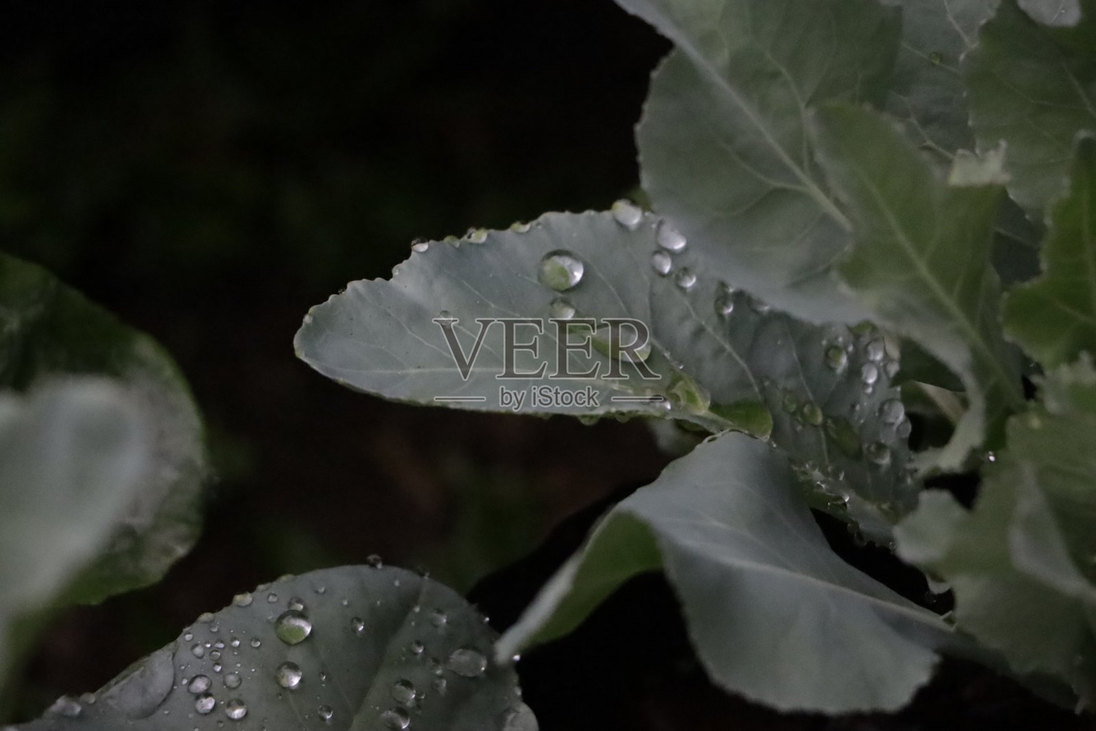 绿叶与雨点隔绝在黑色上照片摄影图片