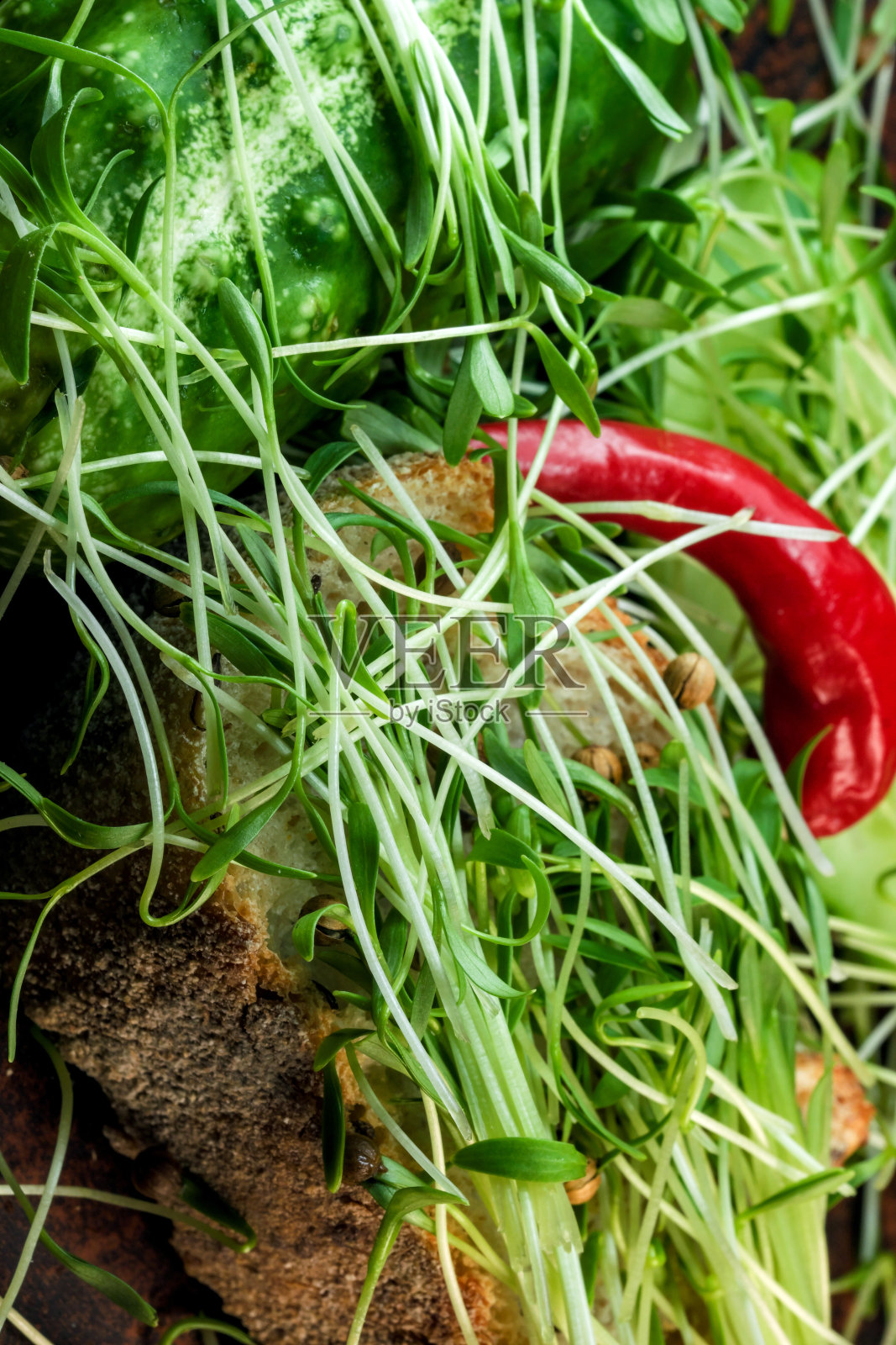 香菜芽照片摄影图片