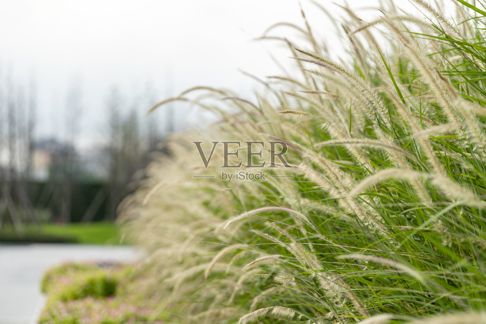 户外草地上照片摄影图片