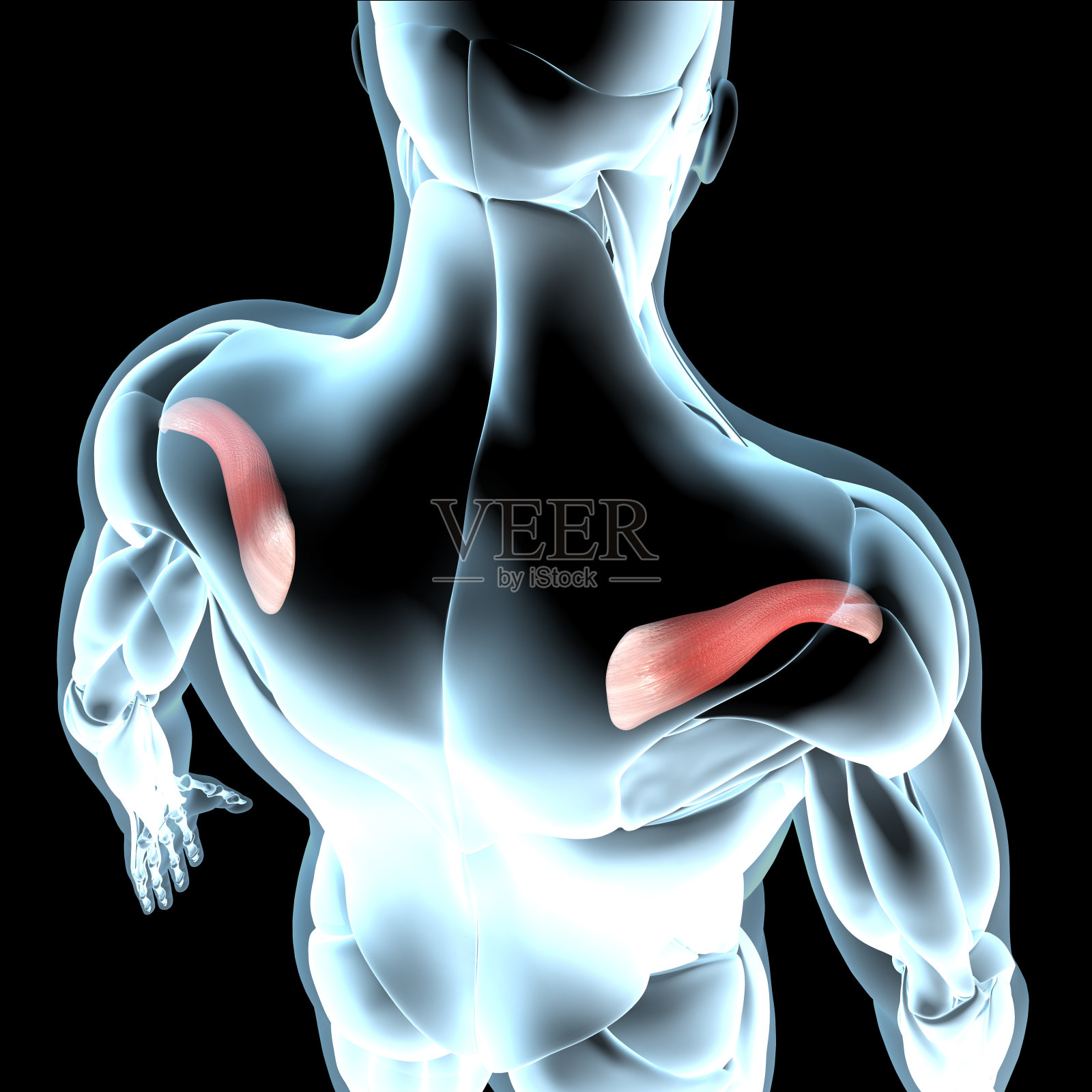 冈上肌在x线肌肉组织上的三维图解照片摄影图片