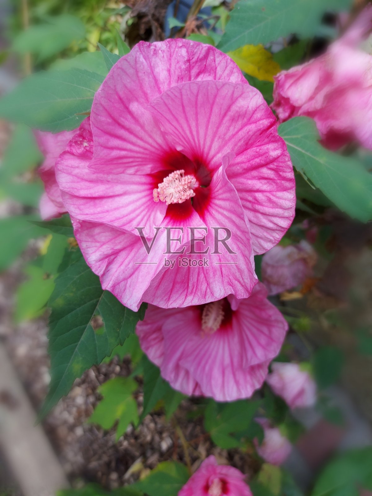 木槿花在茎上照片摄影图片